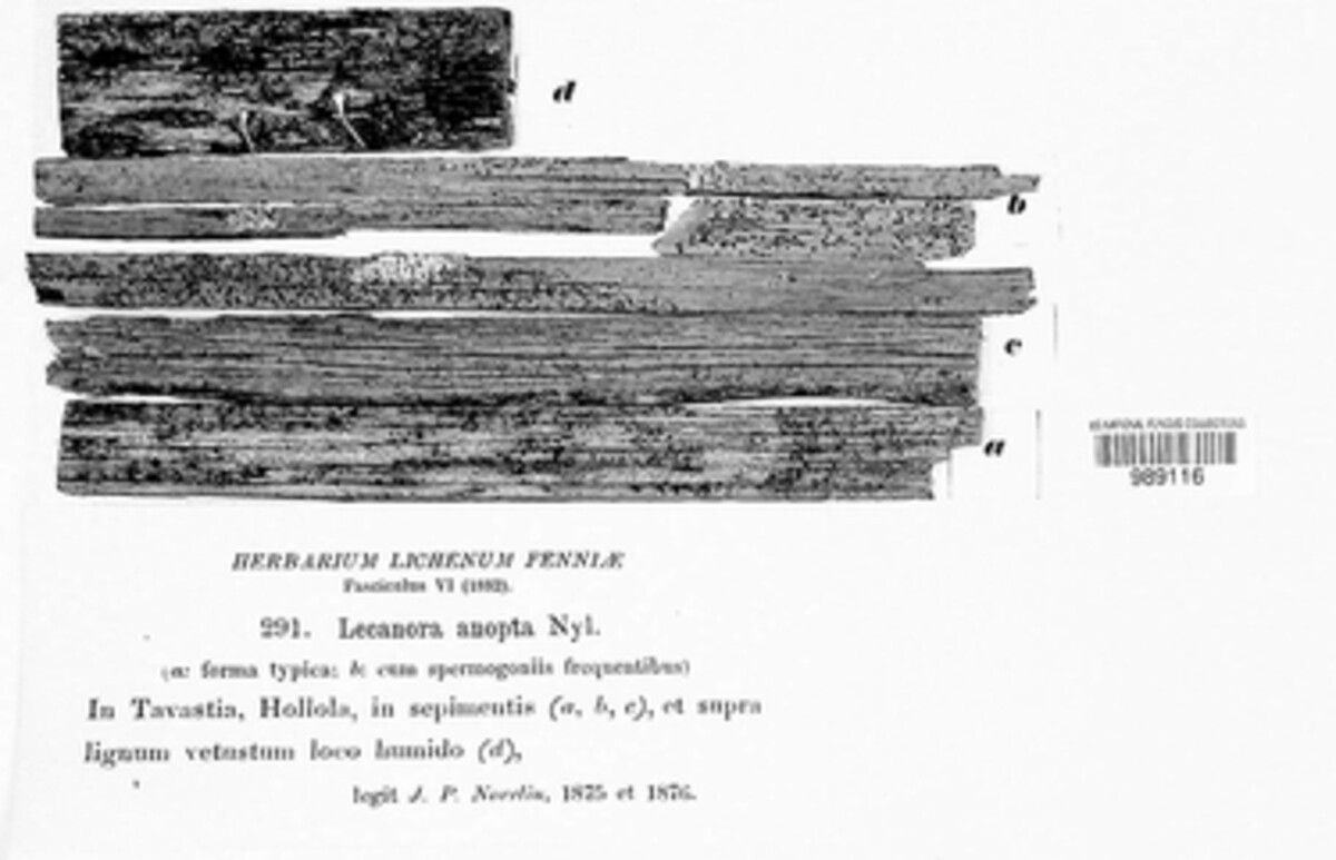 Lecanora anopta image